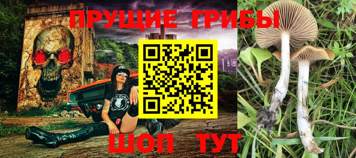Галлюциногенные грибы Psilocybe  Вход с VPN  Кондопога 